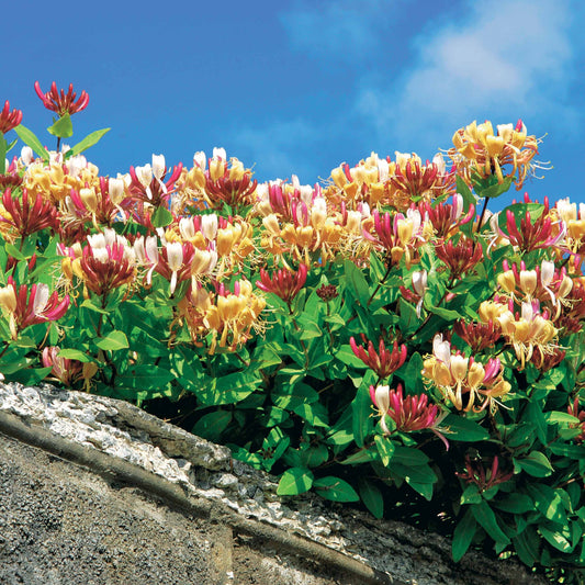 Wilde kamperfoelie 'Serotina' - Bakker