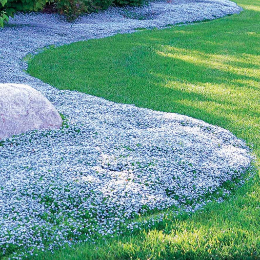 Blauwe grondkruiper (x3) - Bakker