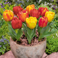 Tulp 'Flaming Baby'