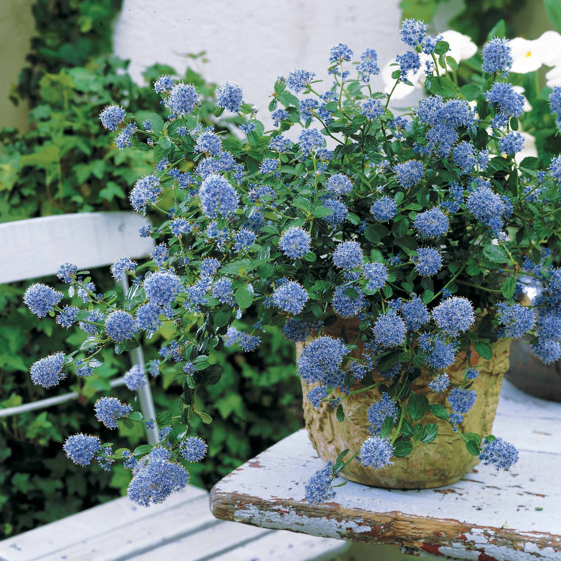 Amerikaanse sering | Ceanothus thyrsiflorus var. repens | In pot 2L Amerikaanse sering | Ceanothus thyrsiflorus var. repens | In pot 2L