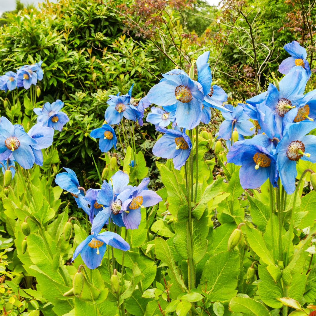 Blauwe klaproos (x2) - Meconopsis betonicifolia - Bakker
