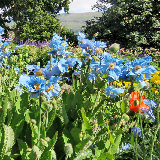 Blauwe klaproos (x2) - Meconopsis betonicifolia - Bloeiende vaste tuinplanten