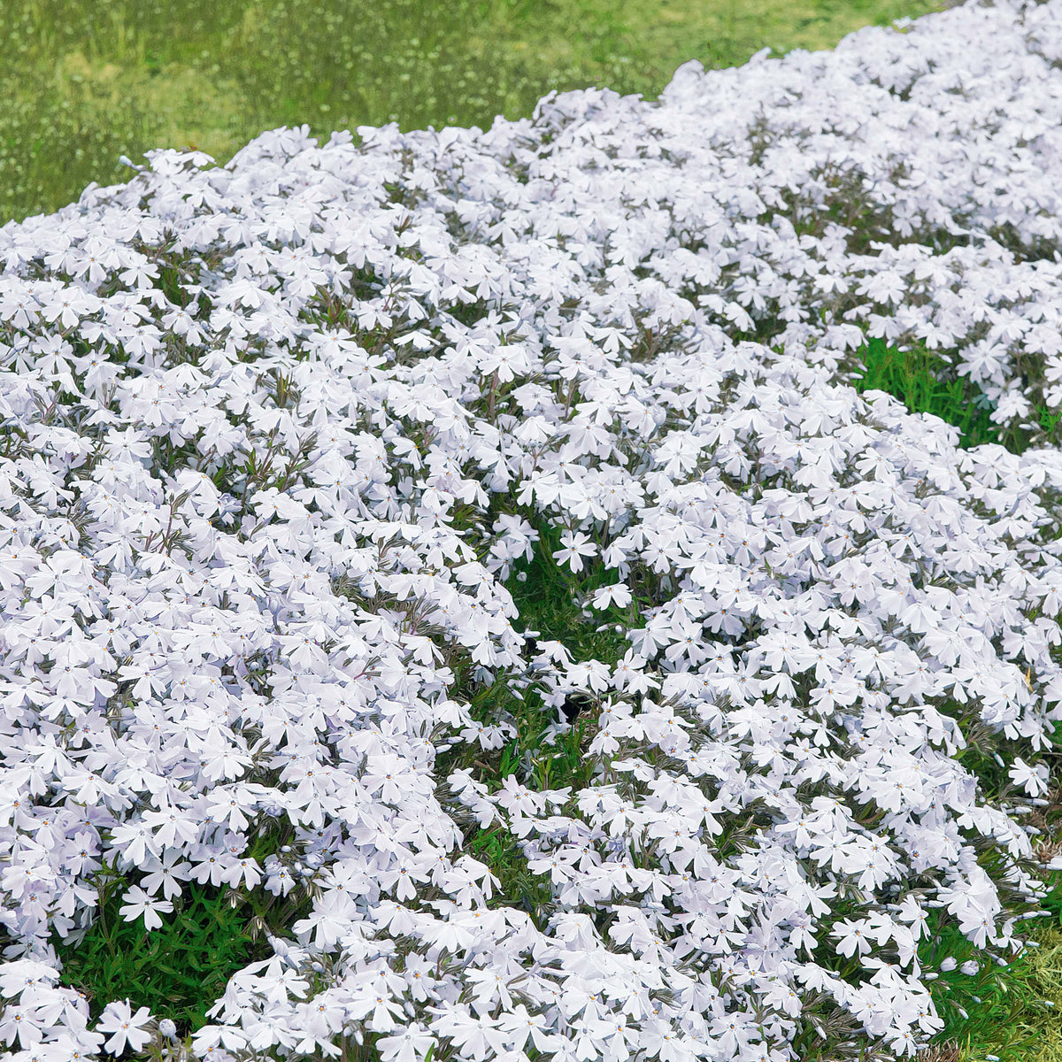 Vlambloem 'Alba' (x3) - Bakker