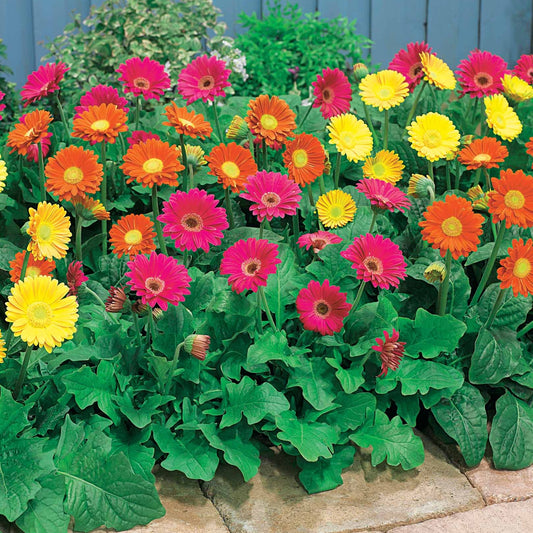 Gerbera Garvinea Pam (x2) - Garvinea pam - Heesters en vaste planten