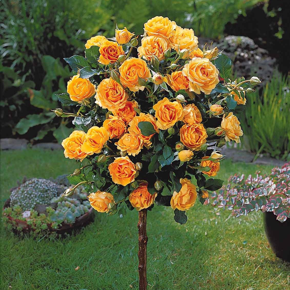 Stamroos 'Sunsilk' - Bakker