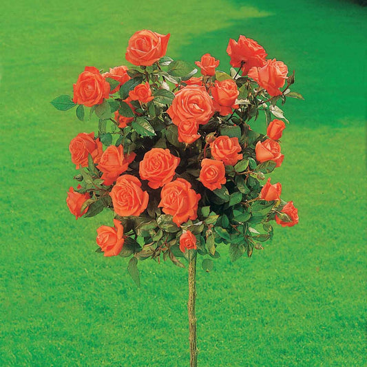 Stamroos 'Ramona' - Bakker