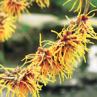 Toverhazelaar - Hamamelis mollis - Tuinplanten