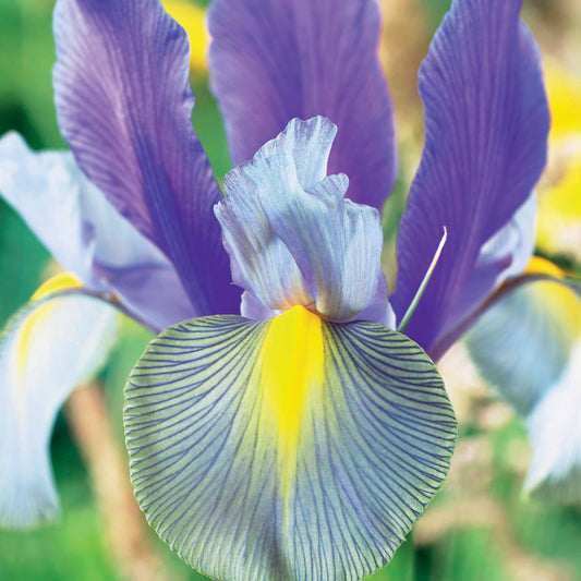 Hollandse iris 'Mystic Beauty' (x20) - Bakker