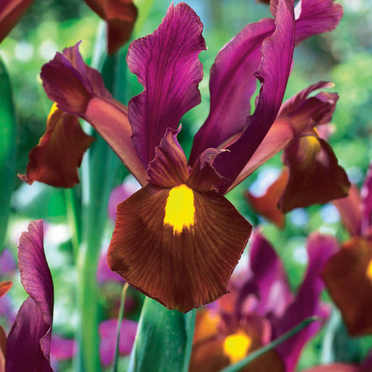 Hollandse iris 'Red Ember' (x20) - Iris hollandica red ember - Voorjaarsbloeiers