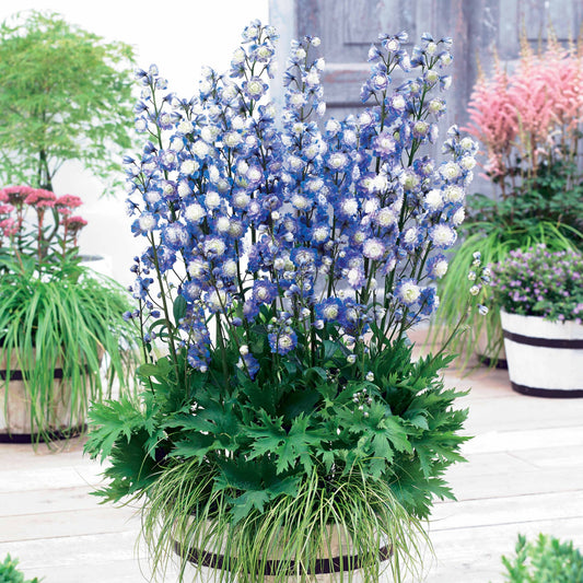 Ridderspoor 'Bolero' - Delphinium highlander® bolero - Tuinplanten