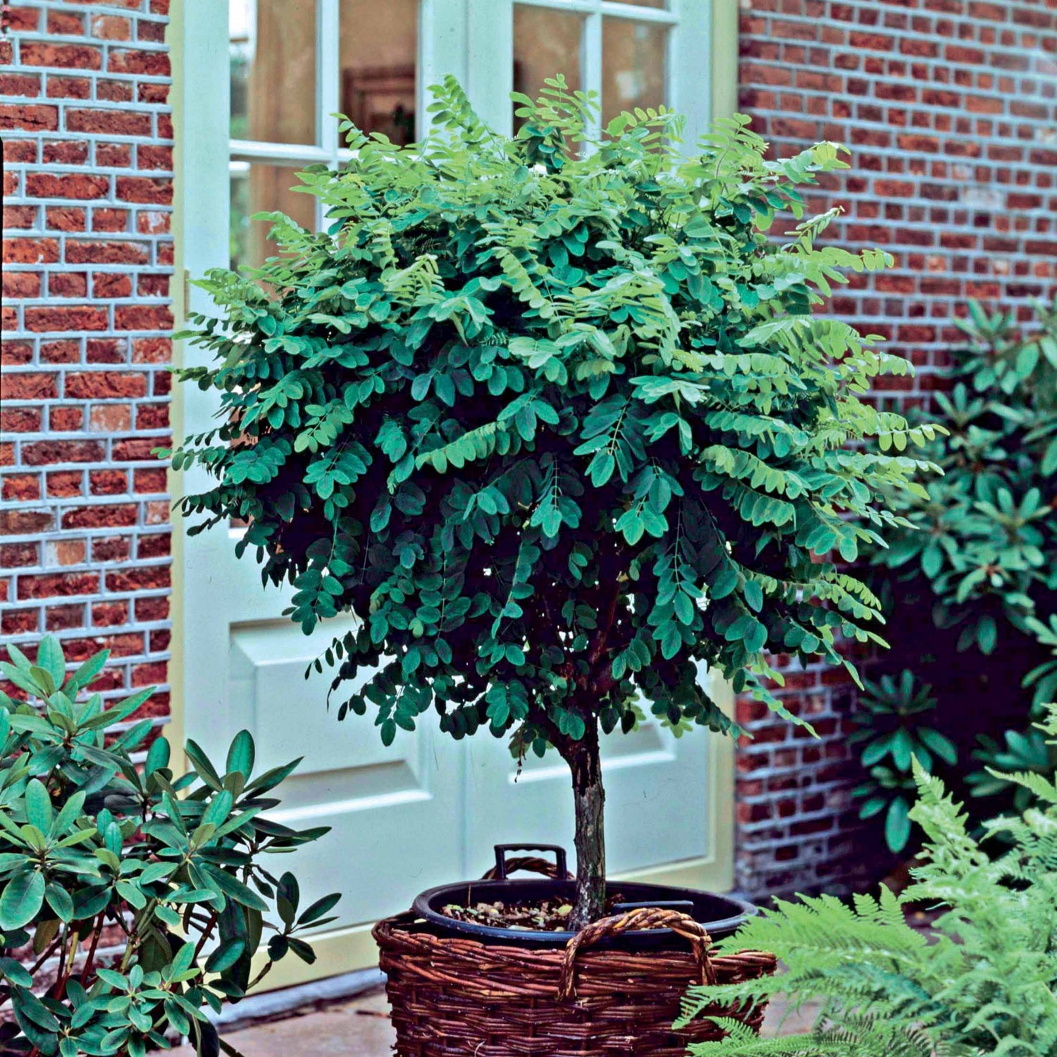 Valse acacia - Robinia