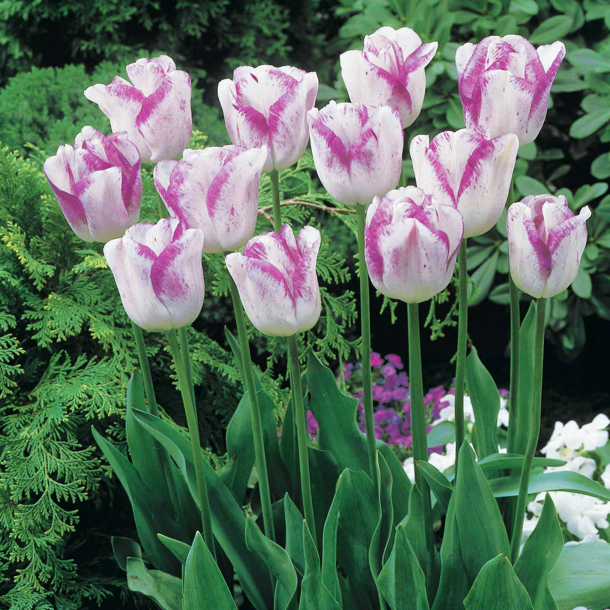 Tulipa angélique , double shirley - Tulpen romantiek gemengd: 'Angelique' + 'Shirley' (x20) - Tulpen