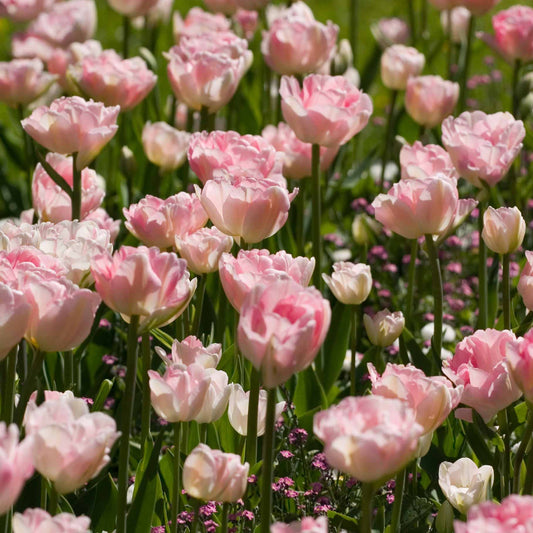 Tulpen romantiek gemengd: 'Angelique' + 'Shirley' - Tulipa angélique , double shirley - Bloembollen