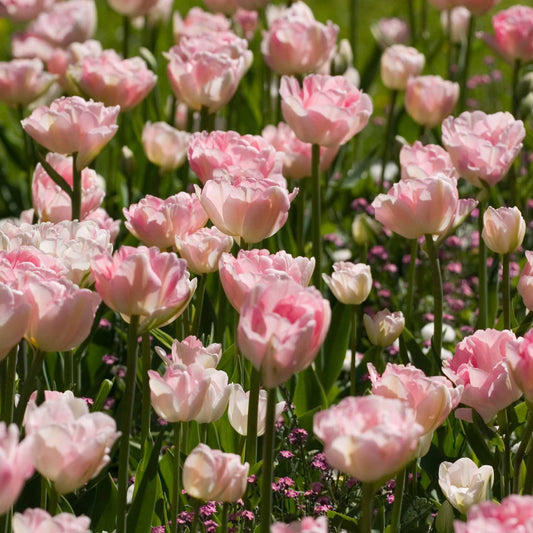 Tulpen romantiek gemengd: 'Angelique' + 'Shirley' (x20) - Bakker