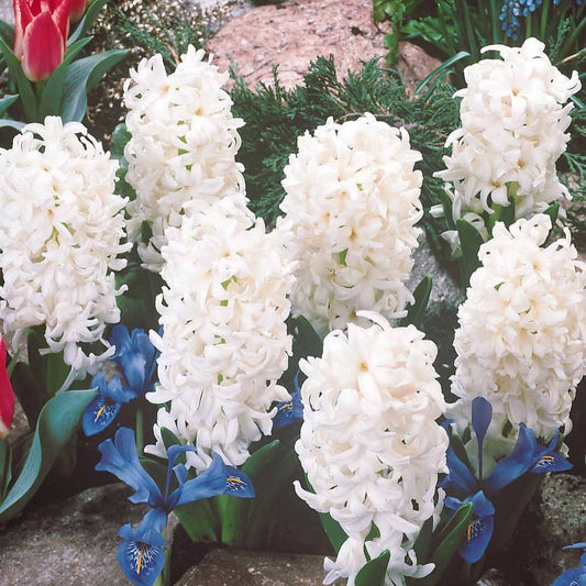 Witte Hyacinthen (x3) - Bakker