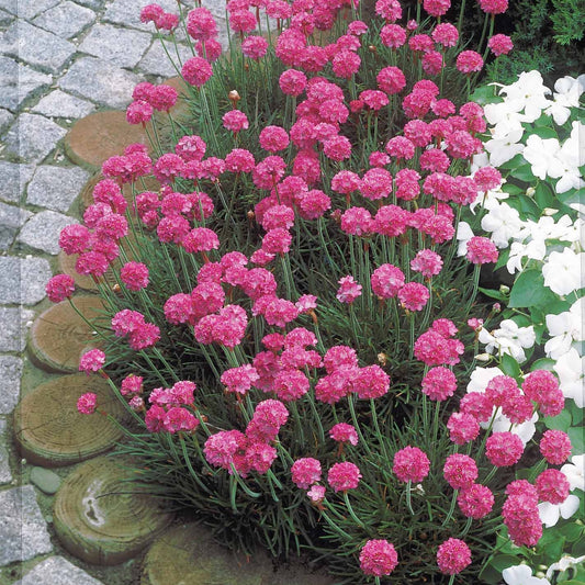 Engels gras 'Rosea' (x3) - Armeria maritima Splendens - Heesters en vaste planten