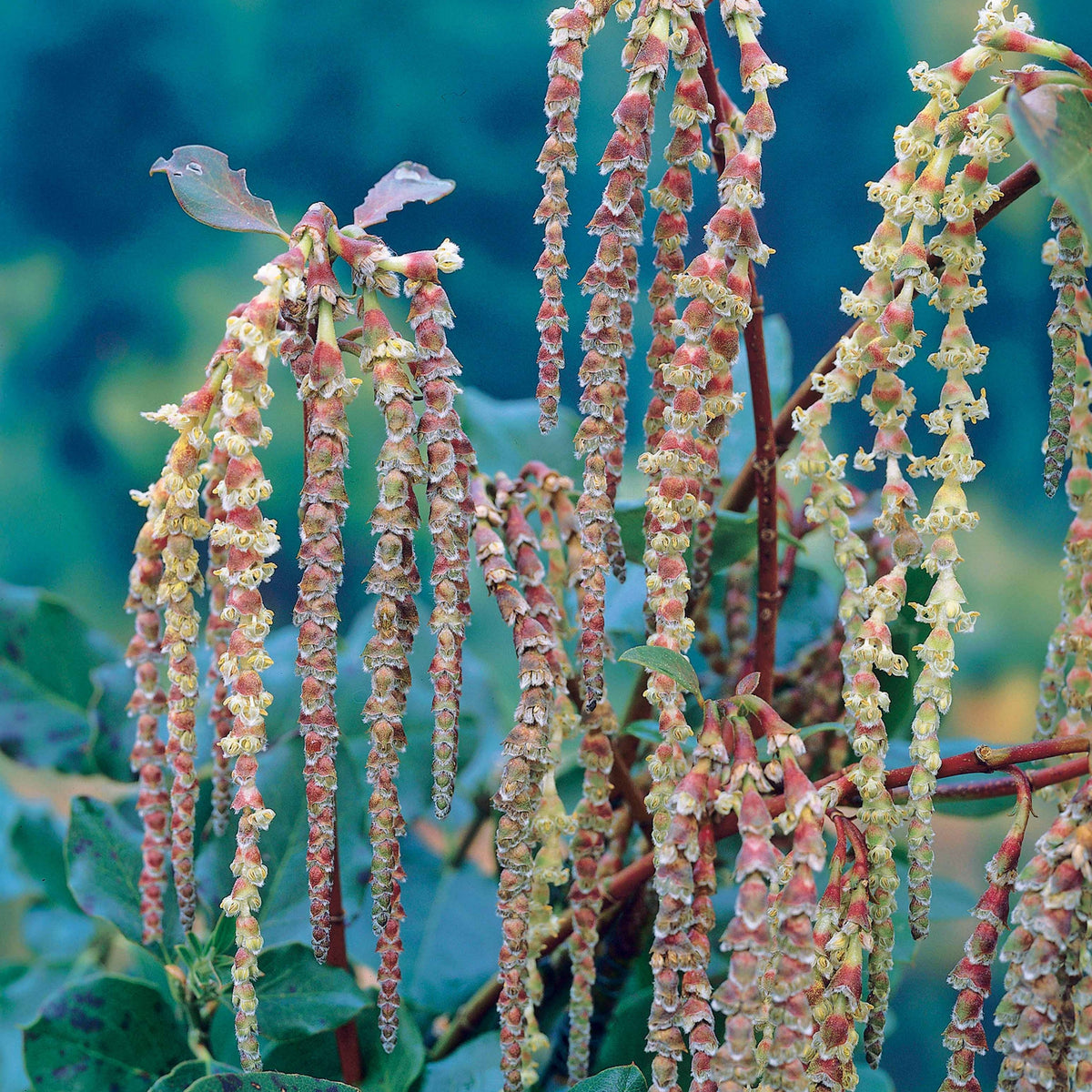 Garrya elliptica - Garrya - Balkon- en terrasplanten
