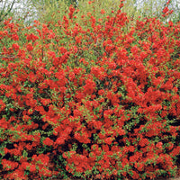 Japanse sierkwee 'Texas Red' - Chaenomeles speciosa texas red - Tuinplanten