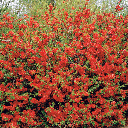 Japanse sierkwee 'Texas Red' - Chaenomeles speciosa texas red - Tuinplanten