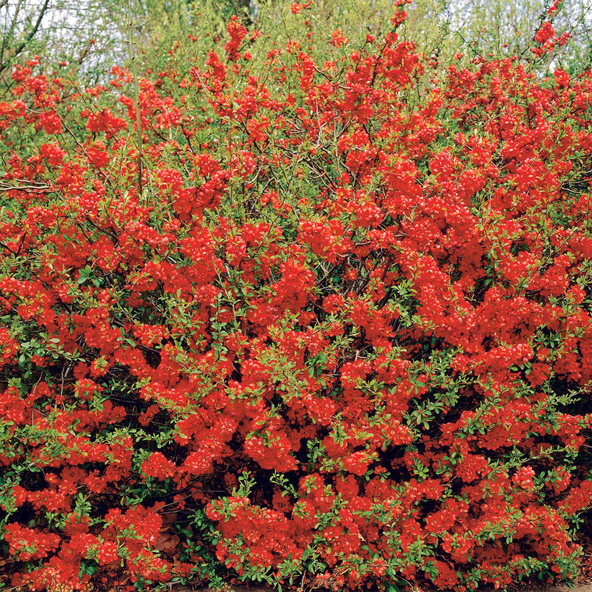 Japanse sierkwee 'Texas Red' - Bakker