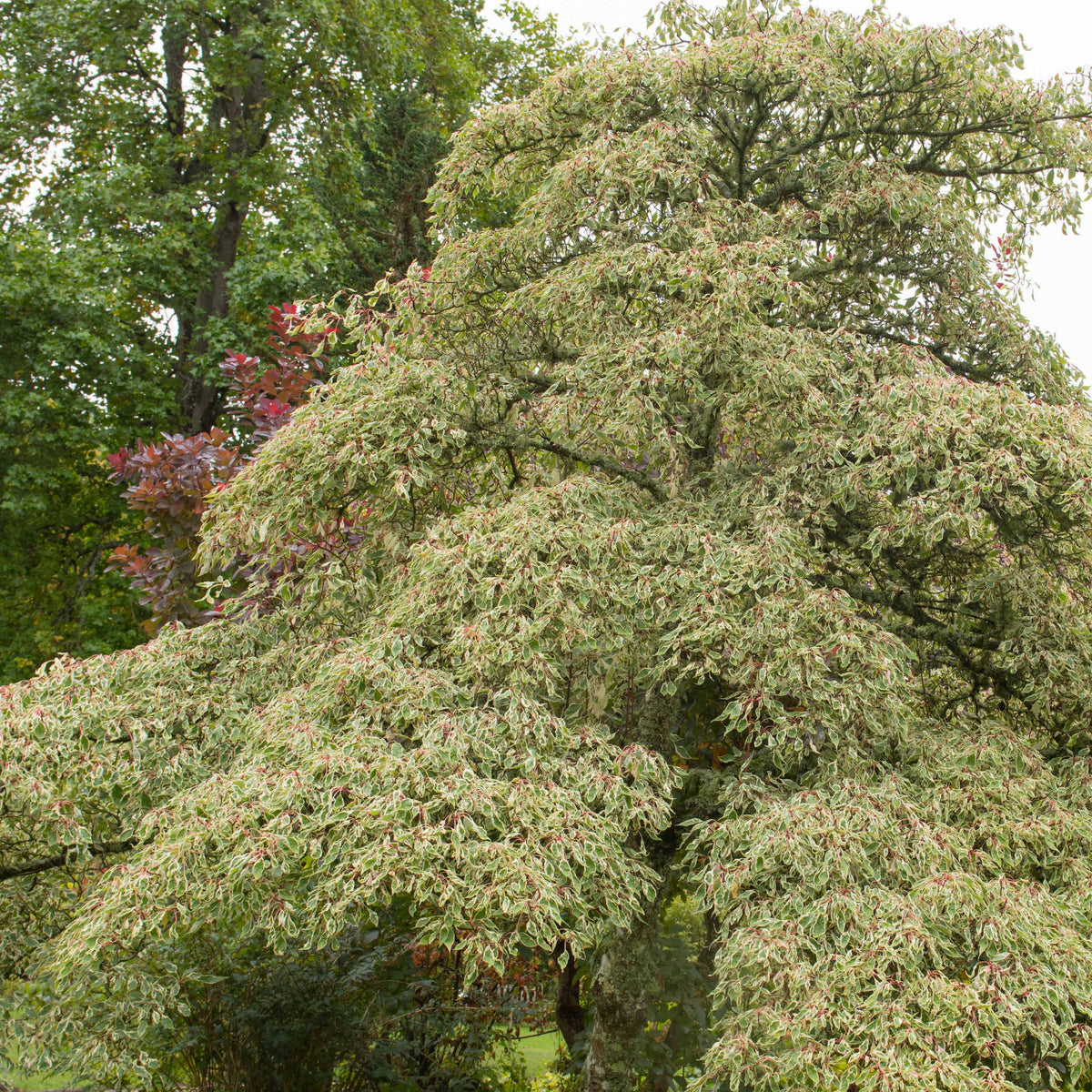 Reuzenkornoelje 'Variegata' - Bakker