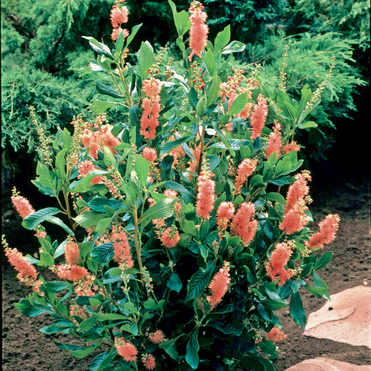 Clethra alnifolia Pink Spire - Schijnels 'Pink Spire' - Bloeiende heesters