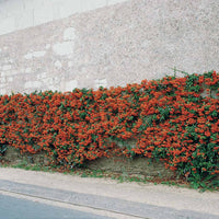 Vuurdoorn 'Saphyr Rouge' (x3) - Pyracantha saphyr rouge - Tuinplanten