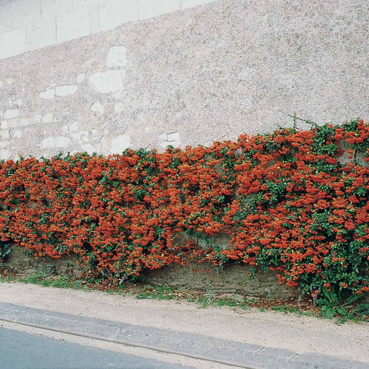 Vuurdoorn 'Saphyr Rouge' (x3) - Bakker