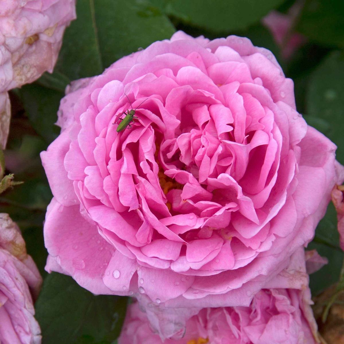 Historische roos 'Comte de Chambord' - Bakker