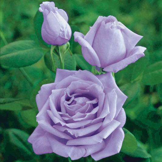 Grootbloemige roos 'Walz Time' - Rosa walztime - Plantsoort