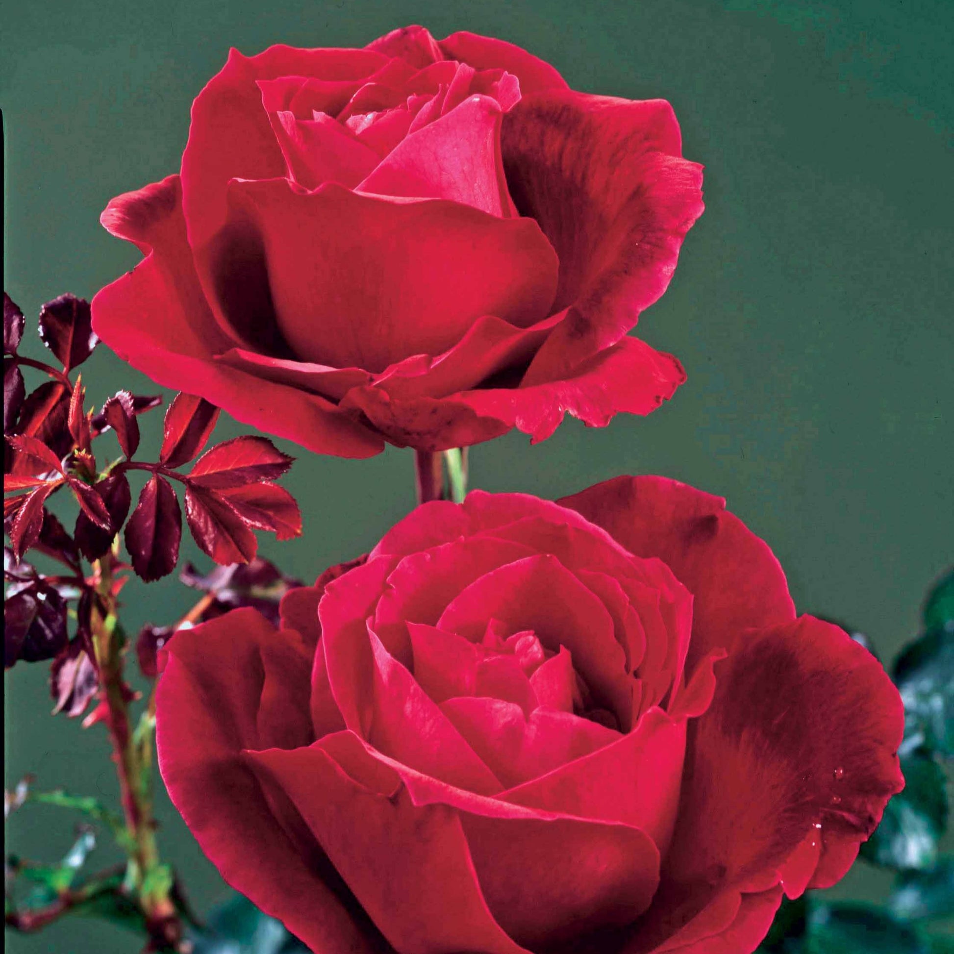 Roos 'Mr. Lincoln' - Rosa mr lincoln - Plantsoort