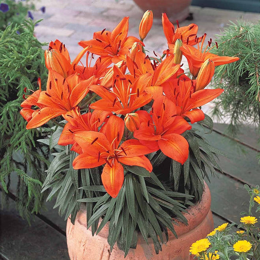 Lelie - oranje (x3) - Lilium - Bloembollen