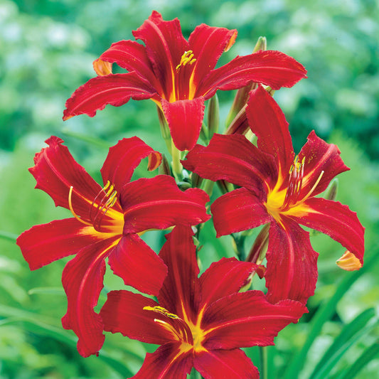 Daglelie (x3) - Hemerocallis crimson pirate - Tuinplanten