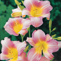 Daglelie (x3) - Hemerocallis catherine woodbury - Tuinplanten