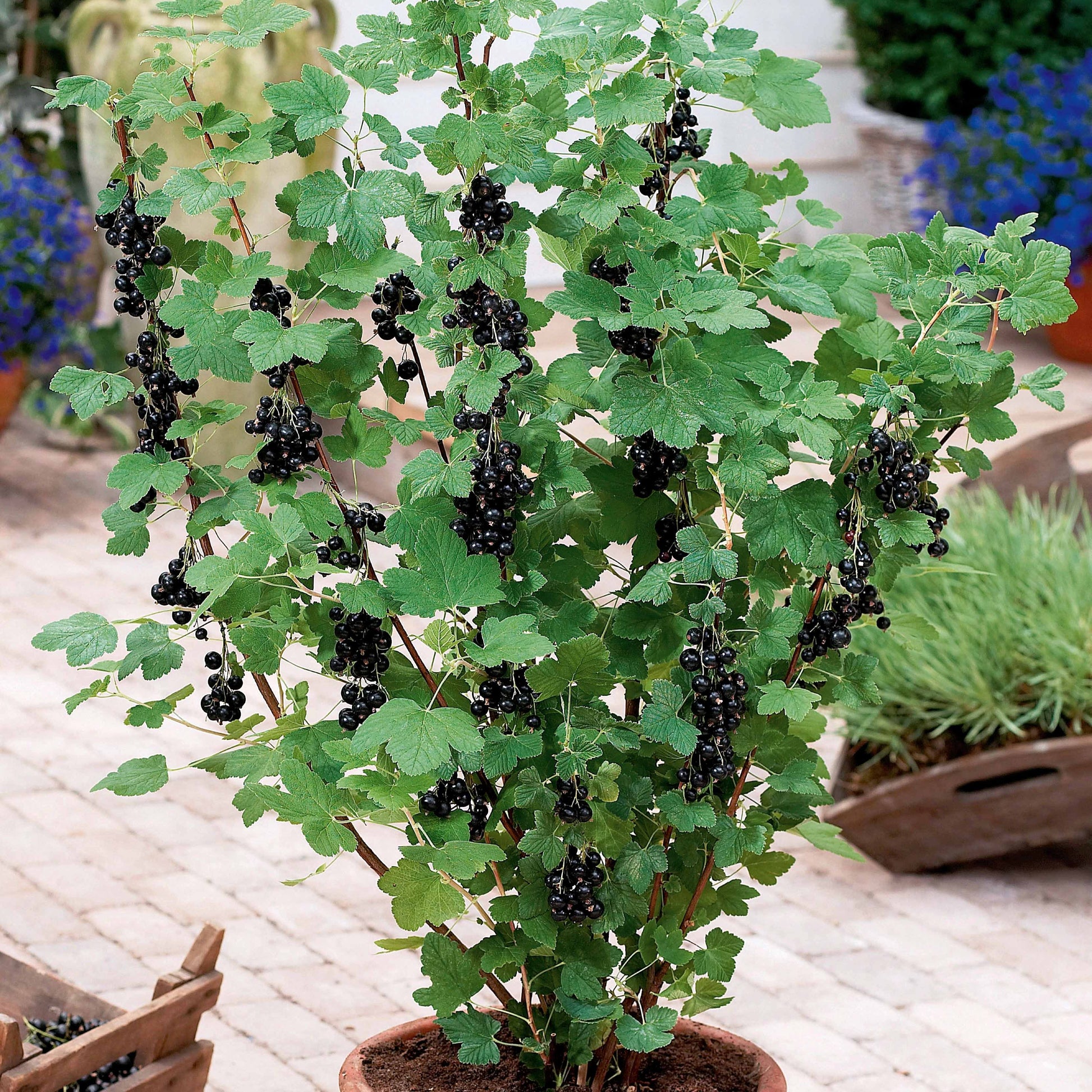 Zwarte bes 'Neva ® Chereshnevas' (x2) - Ribes nigrum neva ® chereshnevas