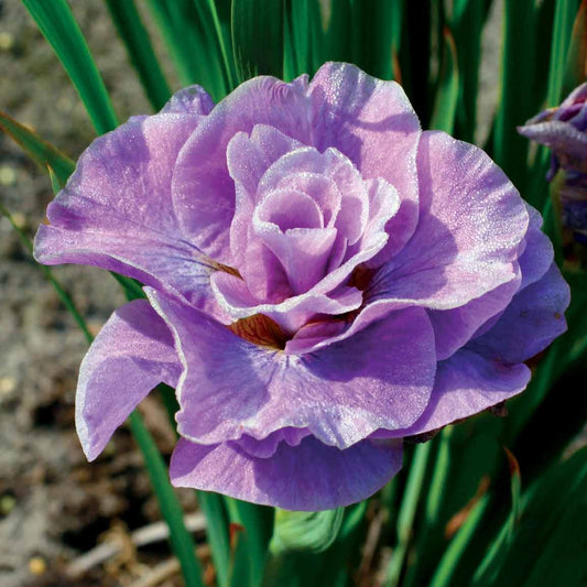 Siberische iris 'Pink Parfait' (x2) - Iris sibirica pink parfait - Vijvers