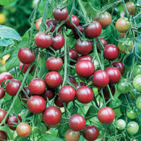 Cherrytomaat 'Chocolate Cherry' - Solanum lycopersicum chocolate cherry - Moestuin