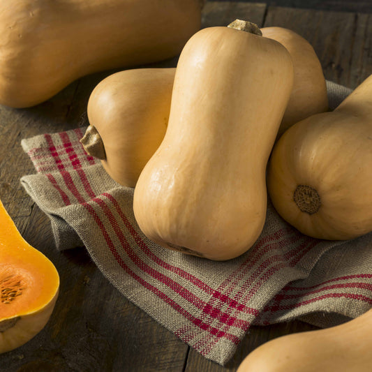 Flespompoen 'Hercules F1' - Bakker