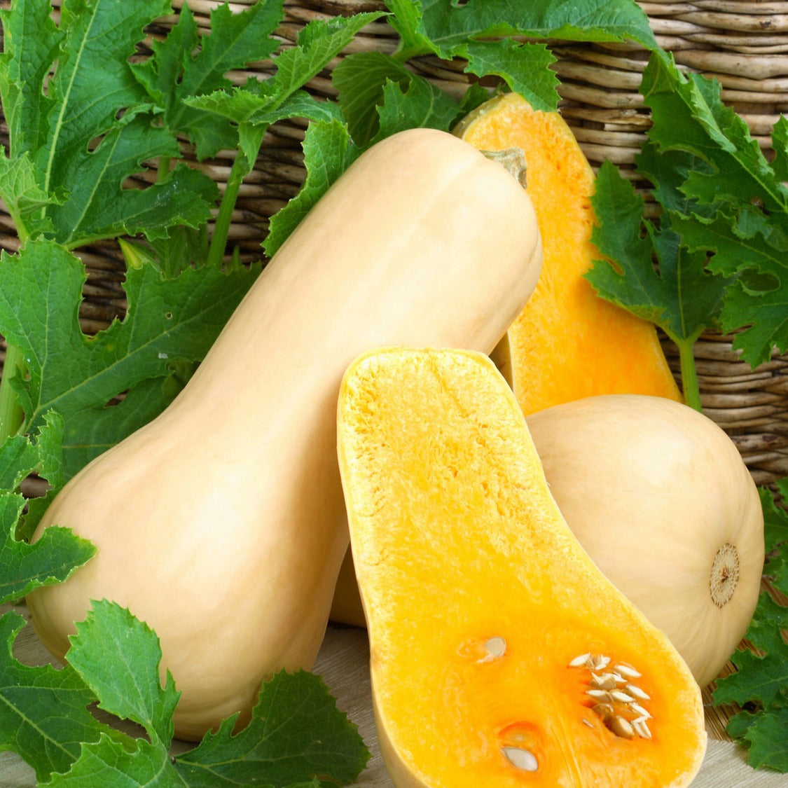 Flespompoen 'Hercules F1' - Cucurbita moschata hercules f1 - Bakker