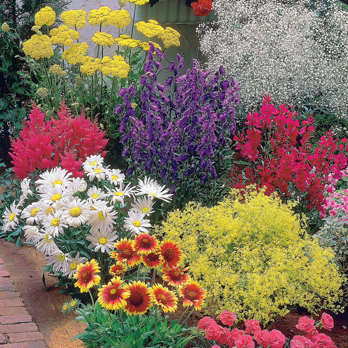 Makkelijke vaste planten borderpakket - ca. 1,5 m² - Achillea filipendula, Sidalcea Rosanna, Aconitum arendsii, Astilbe, Lencanthemum superbum Silver Princess, Alchemilla Mollis, Gaillarda Kobold, Dianthus plumarius Fortuna - Bakker