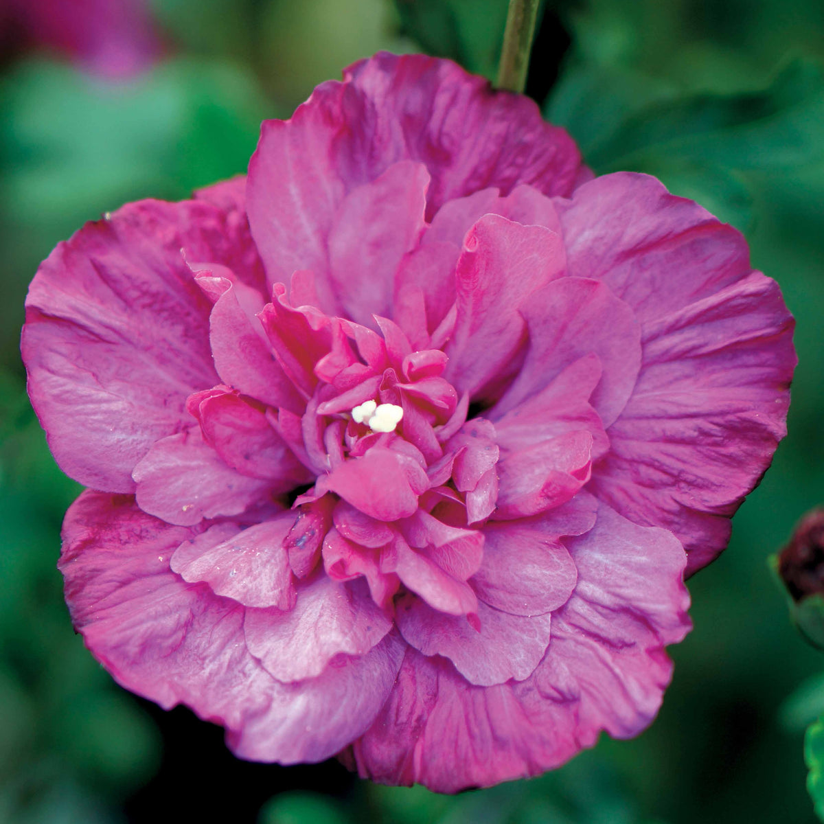 Altheastruik 'Magenta Chiffon' - Hibiscus syriacus magenta chiffon - Bakker