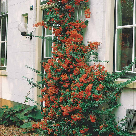 Vuurdoorn - rood - Pyracantha coccinea - Tuinplanten