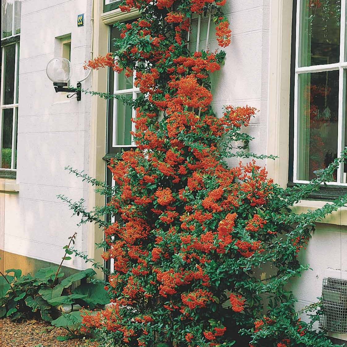 Vuurdoorn - rood - Pyracantha coccinea - Bakker