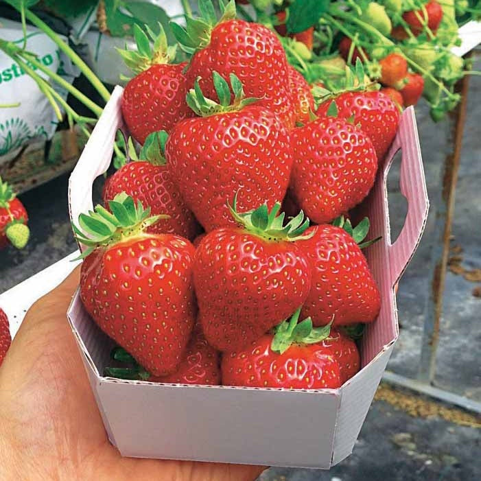 Aardbei 'Magnum' - Fragaria x ananassa magnum cov marionnet 97 - Bakker