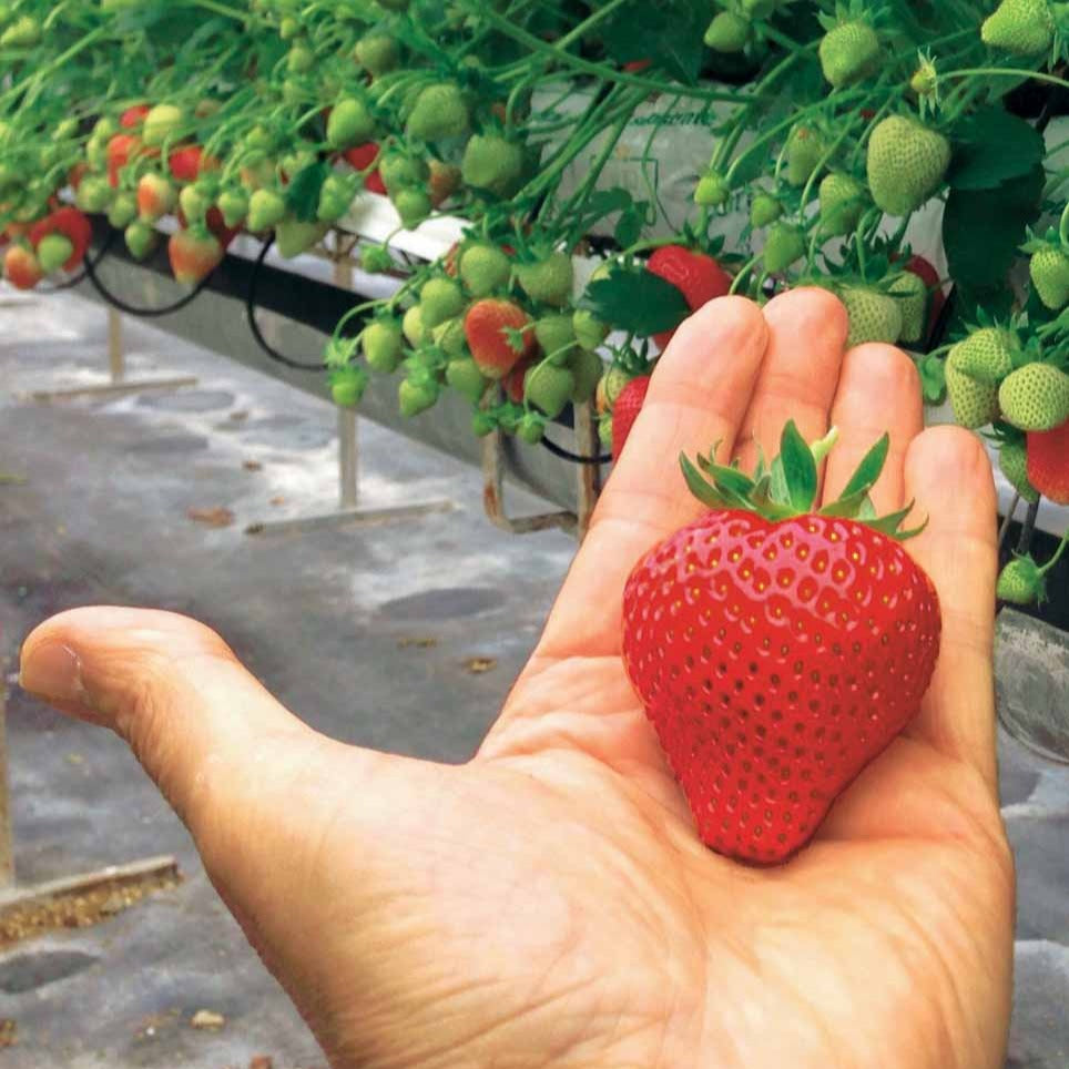 Aardbei - Aardbei 'Magnum' - Fragaria x ananassa magnum cov marionnet 97
