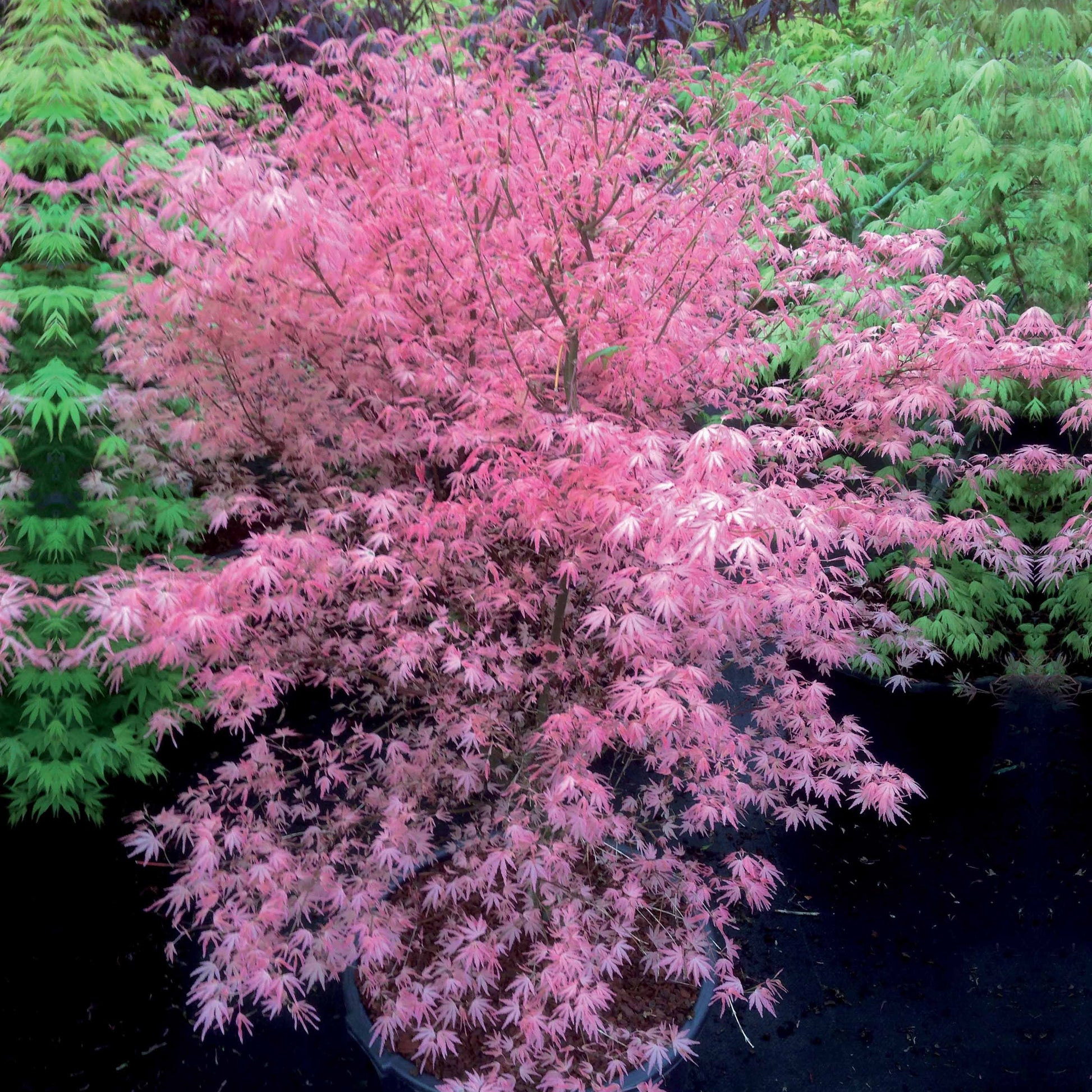 Japanse esdoorn 'Taylor' - Acer palmatum taylor - Heesters en vaste planten