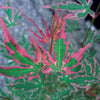 Japanse esdoorn 'Taylor' - Acer palmatum taylor - Heesters
