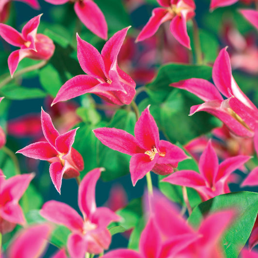 Bosrank 'Lady Diana'® - Bakker