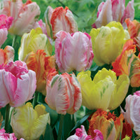 Parkiet Tulpen pastel gemengd (x18) - Tulipa 'texas gold','apricot parrot''webers parrot - Bloembollen