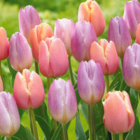 Pastel Tulpen 'Mango Charm' & 'Sweet Flag' (x20) - Tulipa mango charm , sweet flag - Bloembollen